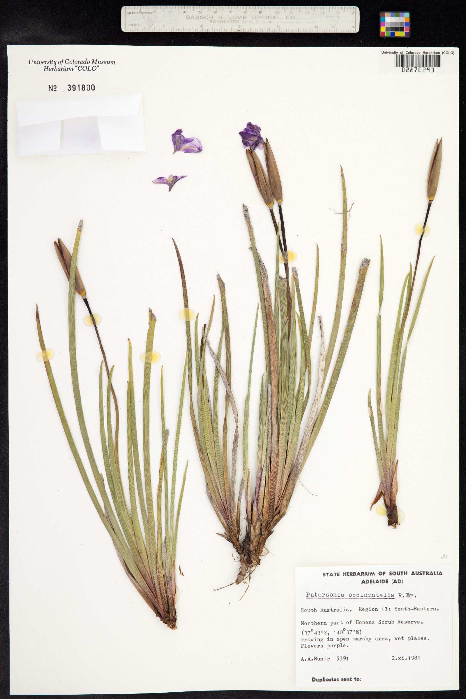 Patersonia image
