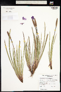 Patersonia occidentalis image