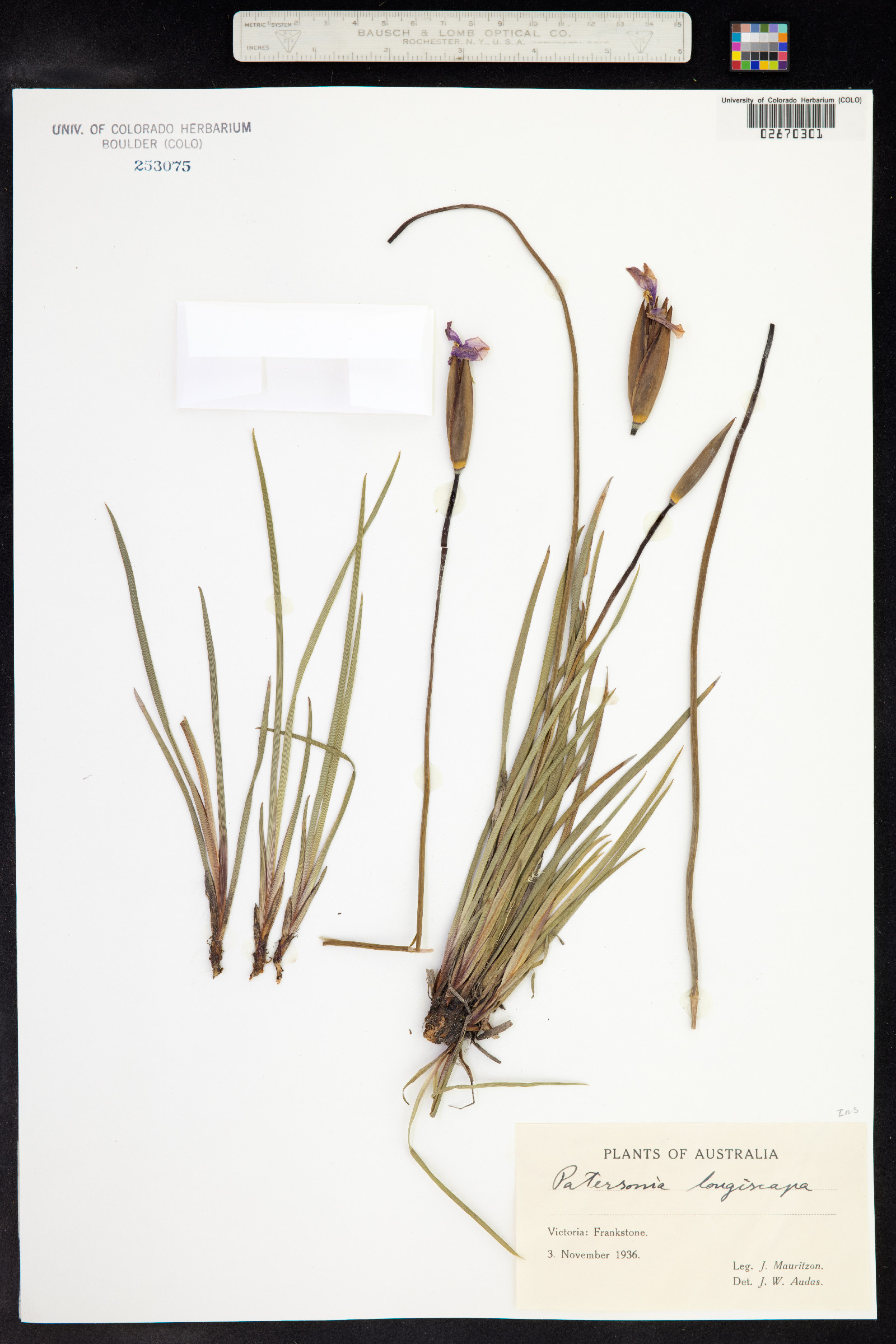 Patersonia occidentalis var. occidentalis image