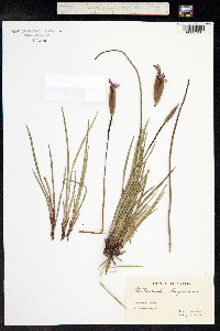 Patersonia occidentalis image