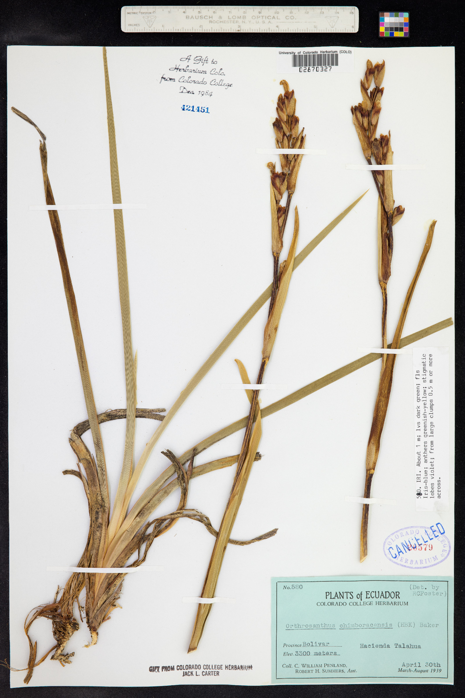 Orthrosanthus chimboracensis image