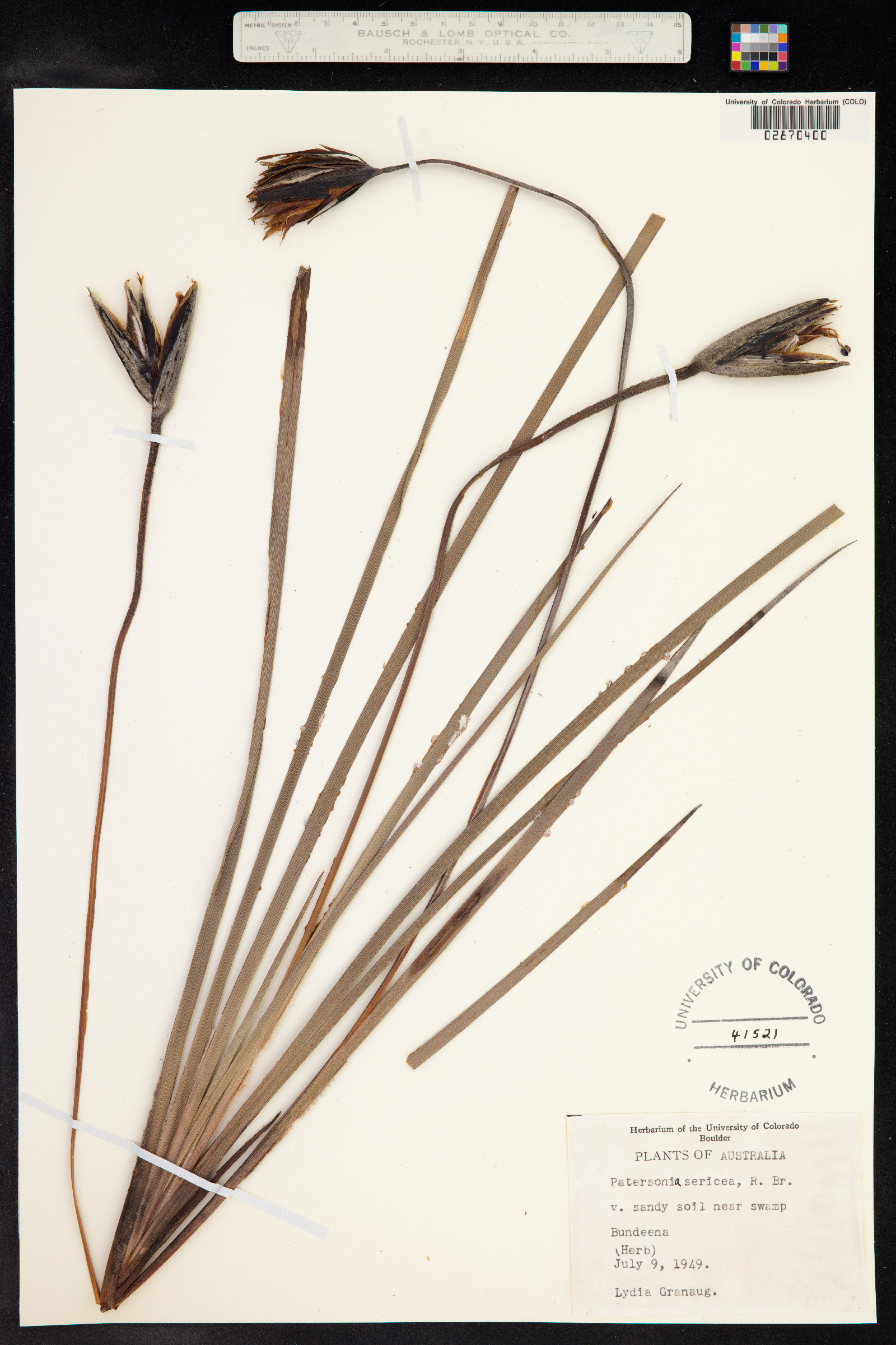 Patersonia sericea image