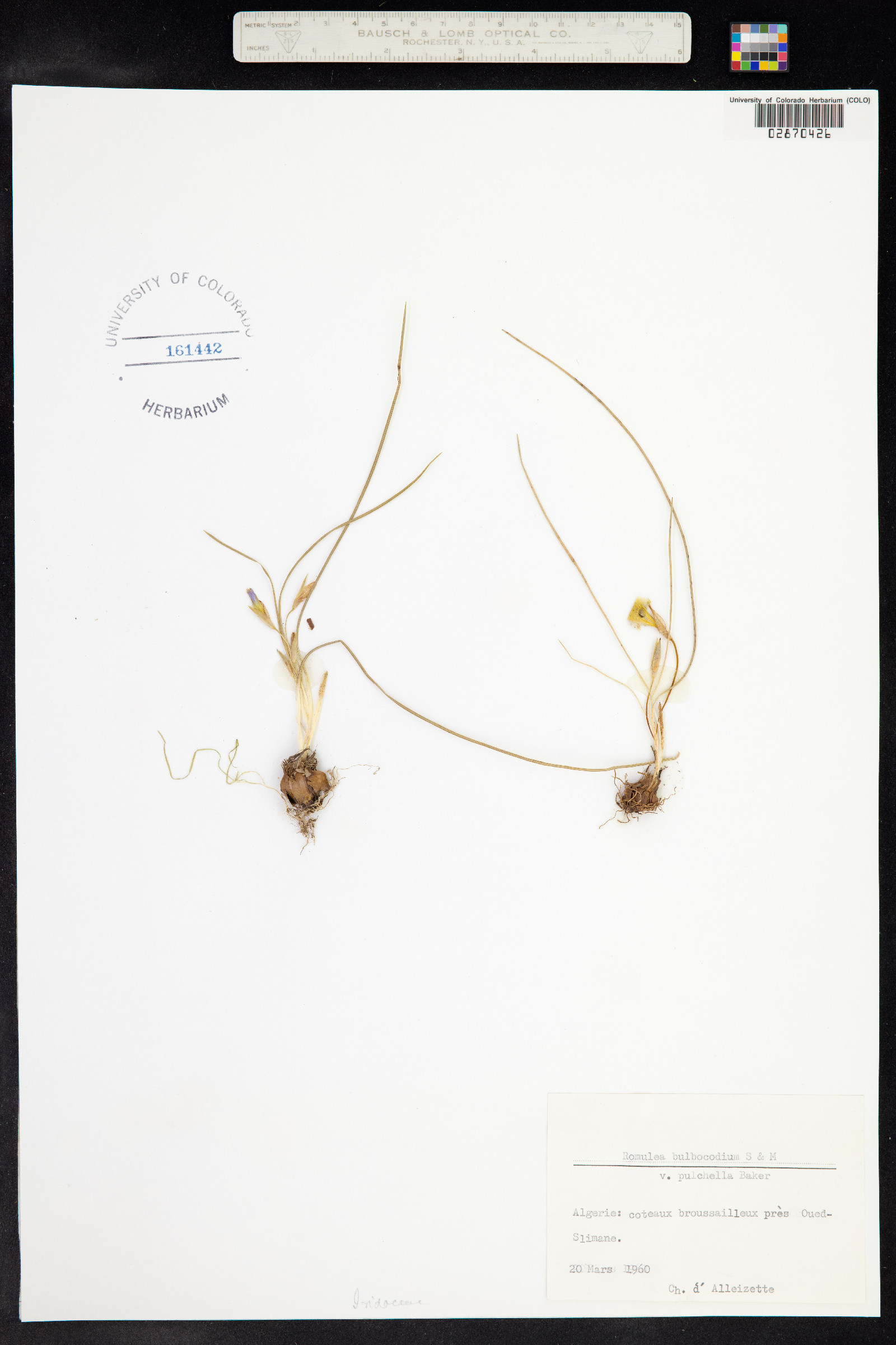 Romulea bulbocodium image