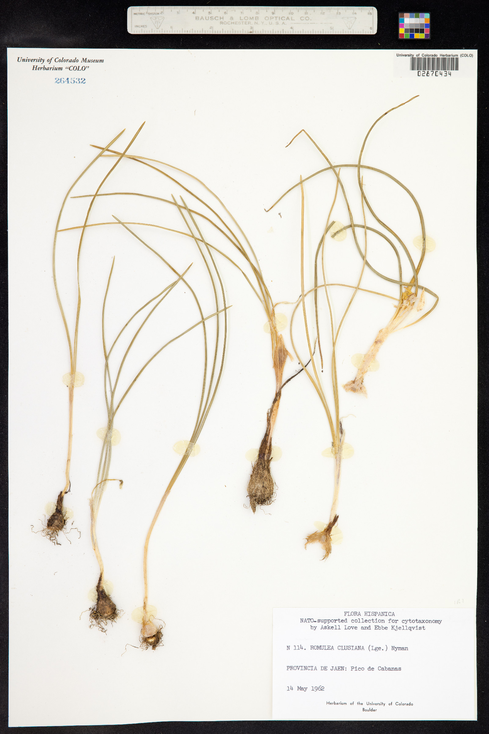 Romulea clusiana image