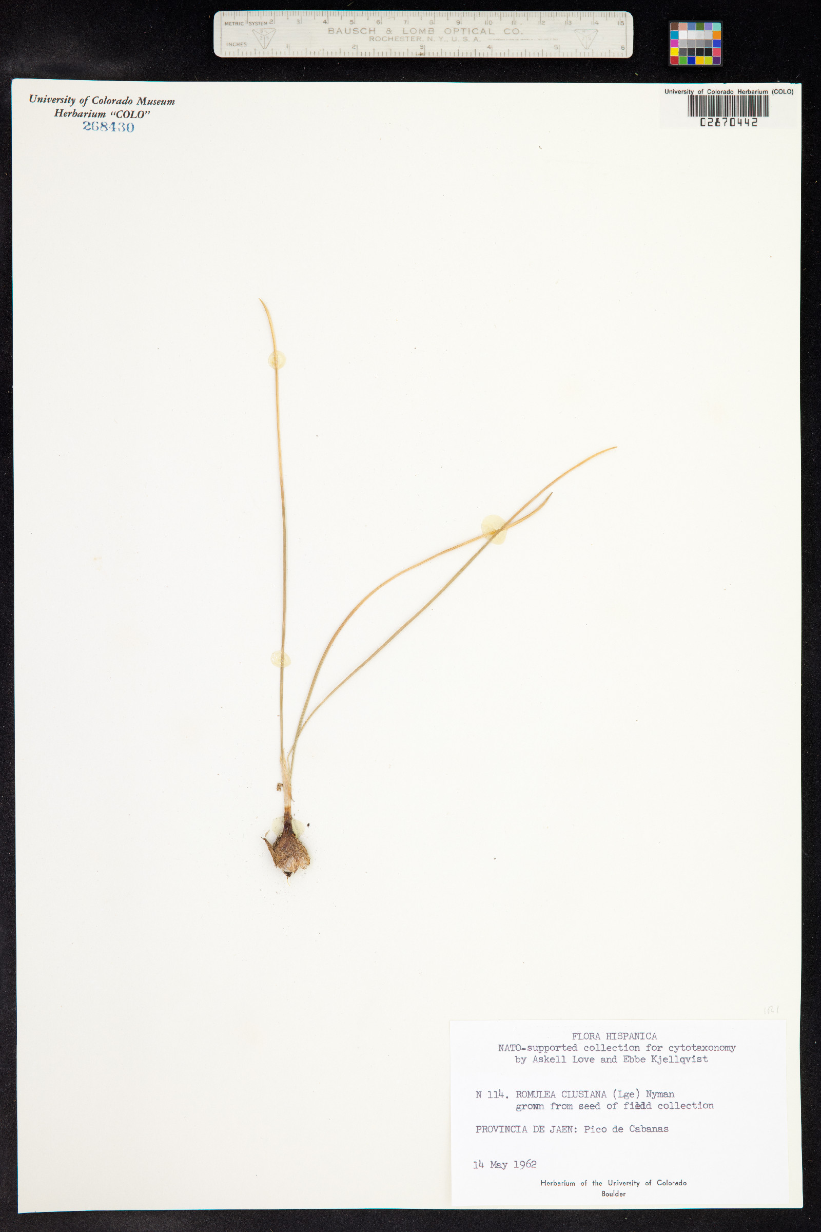 Romulea clusiana image
