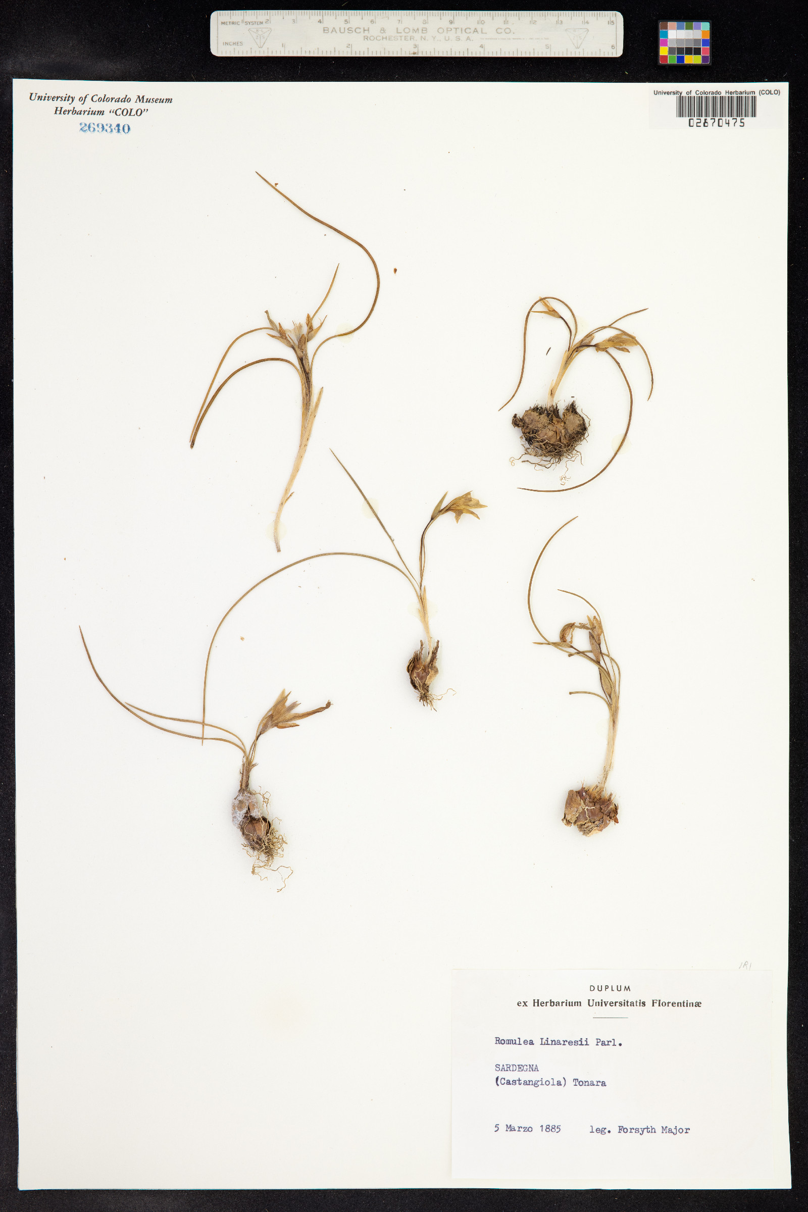 Romulea linaresii image