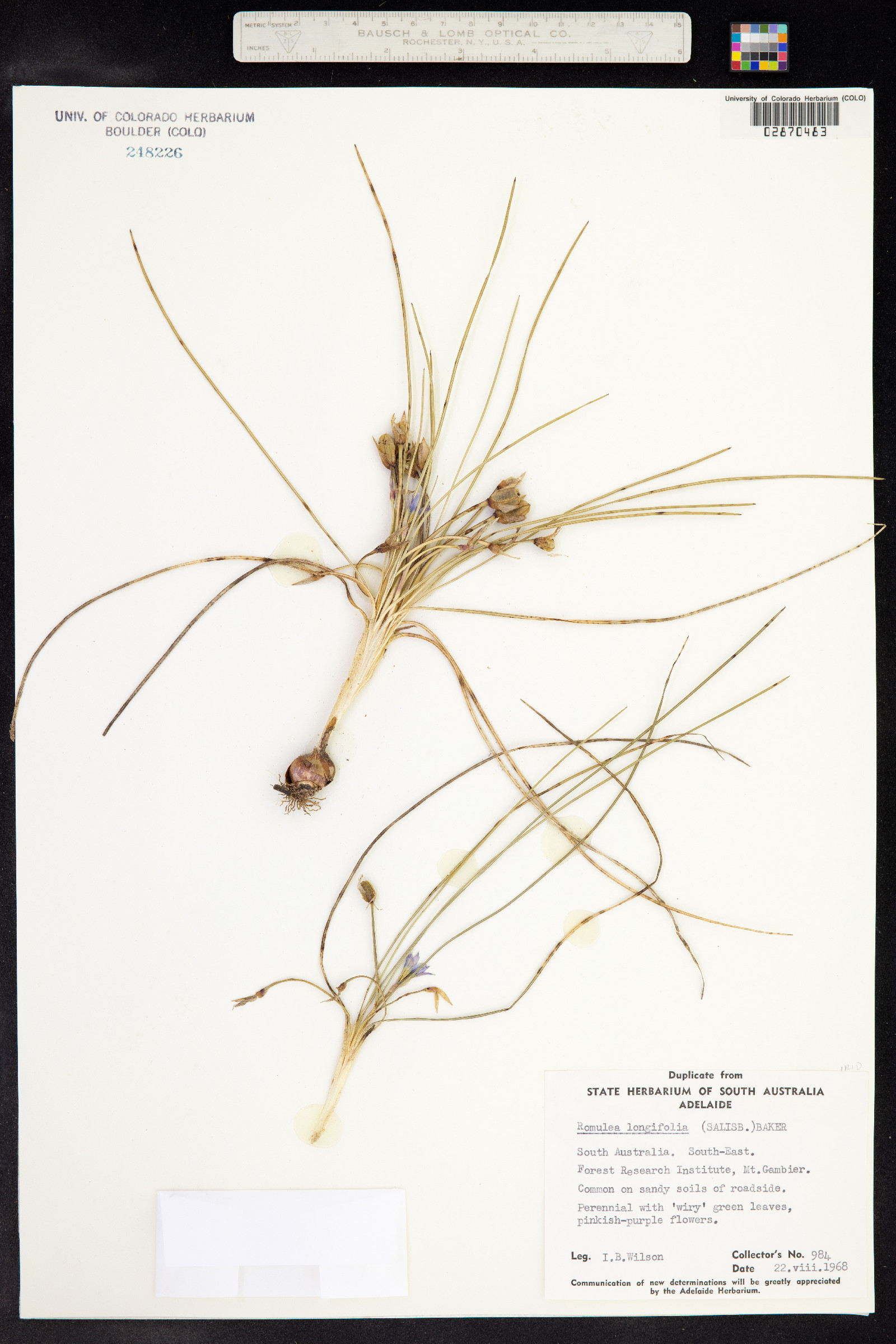 Romulea image