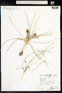 Romulea longifolia image