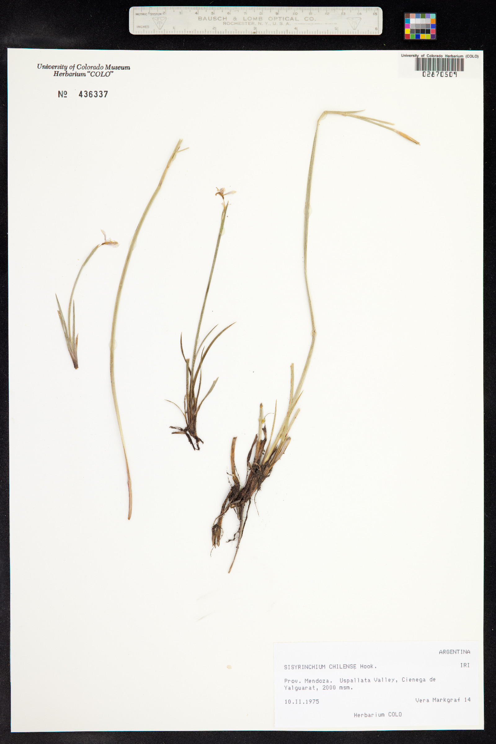 Sisyrinchium ensigerum image