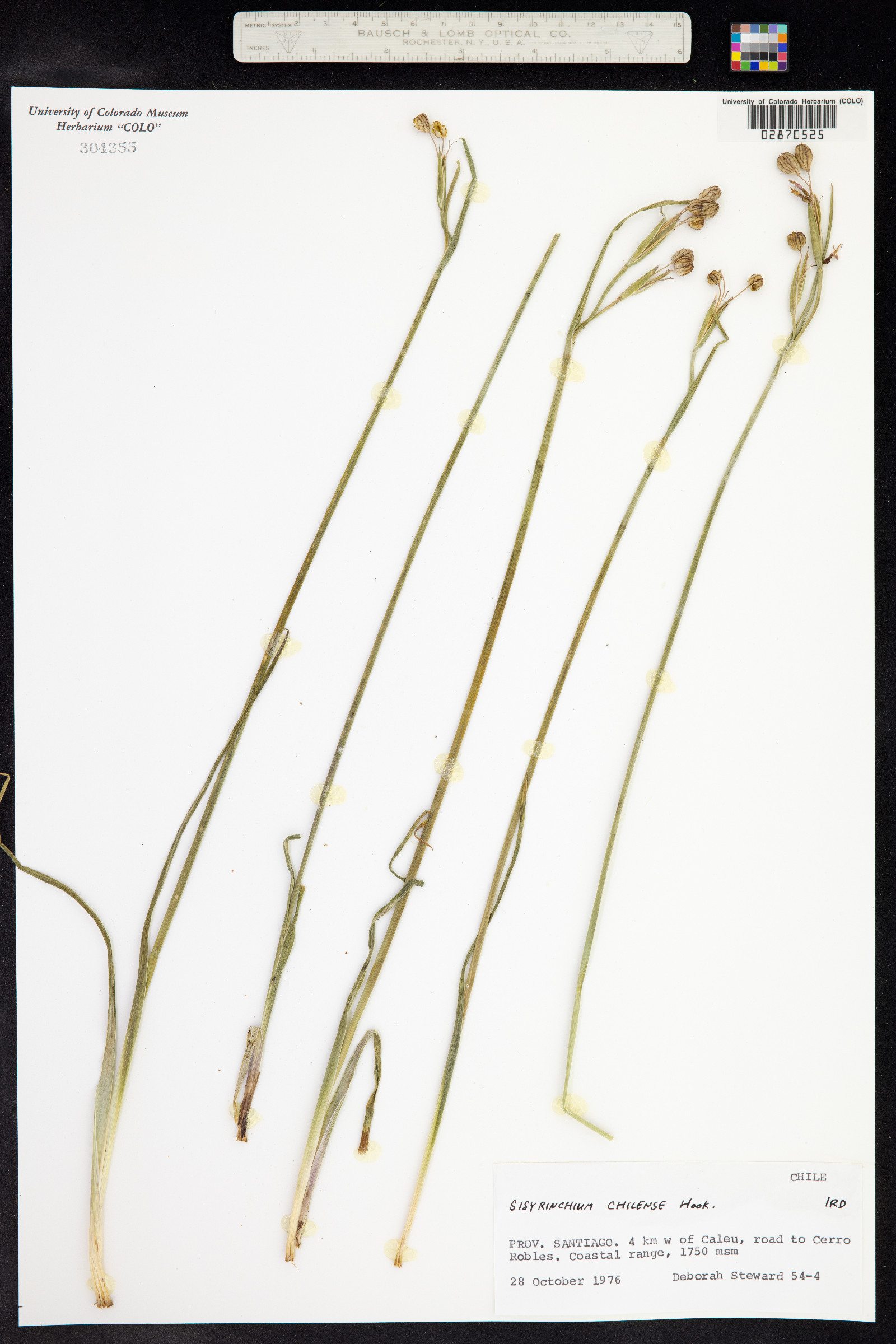 Sisyrinchium ensigerum image