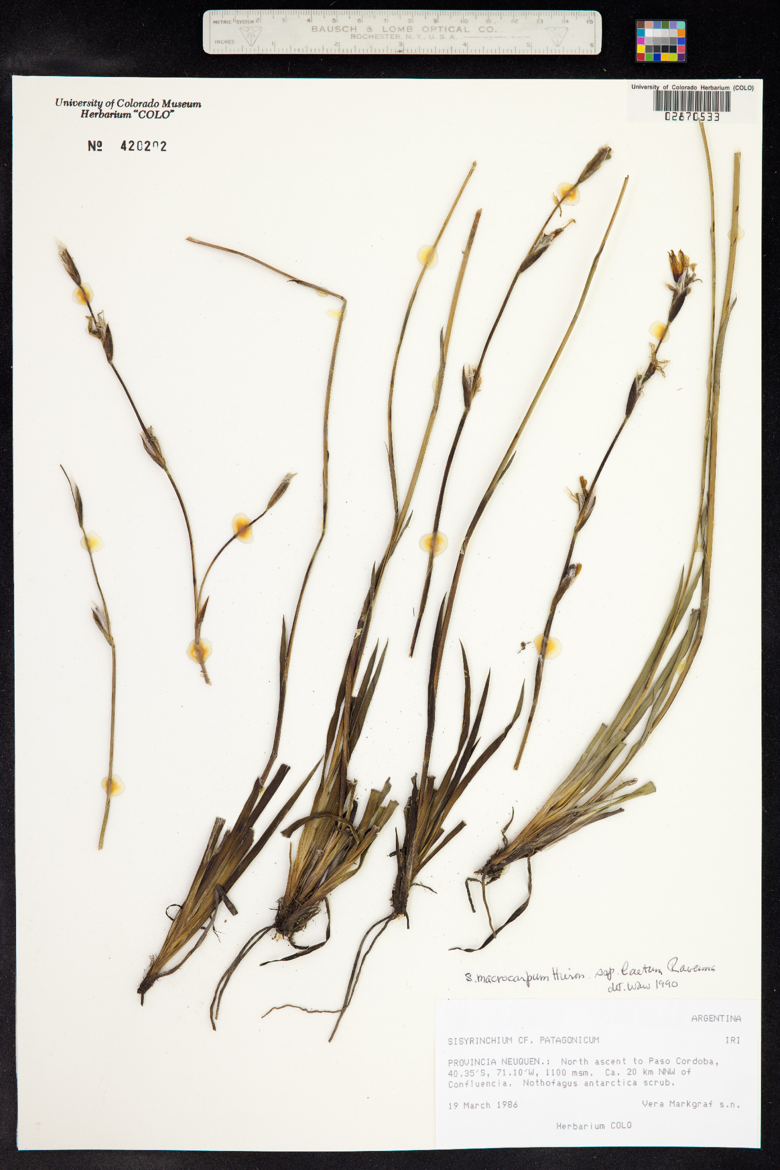 Sisyrinchium macrocarpum image
