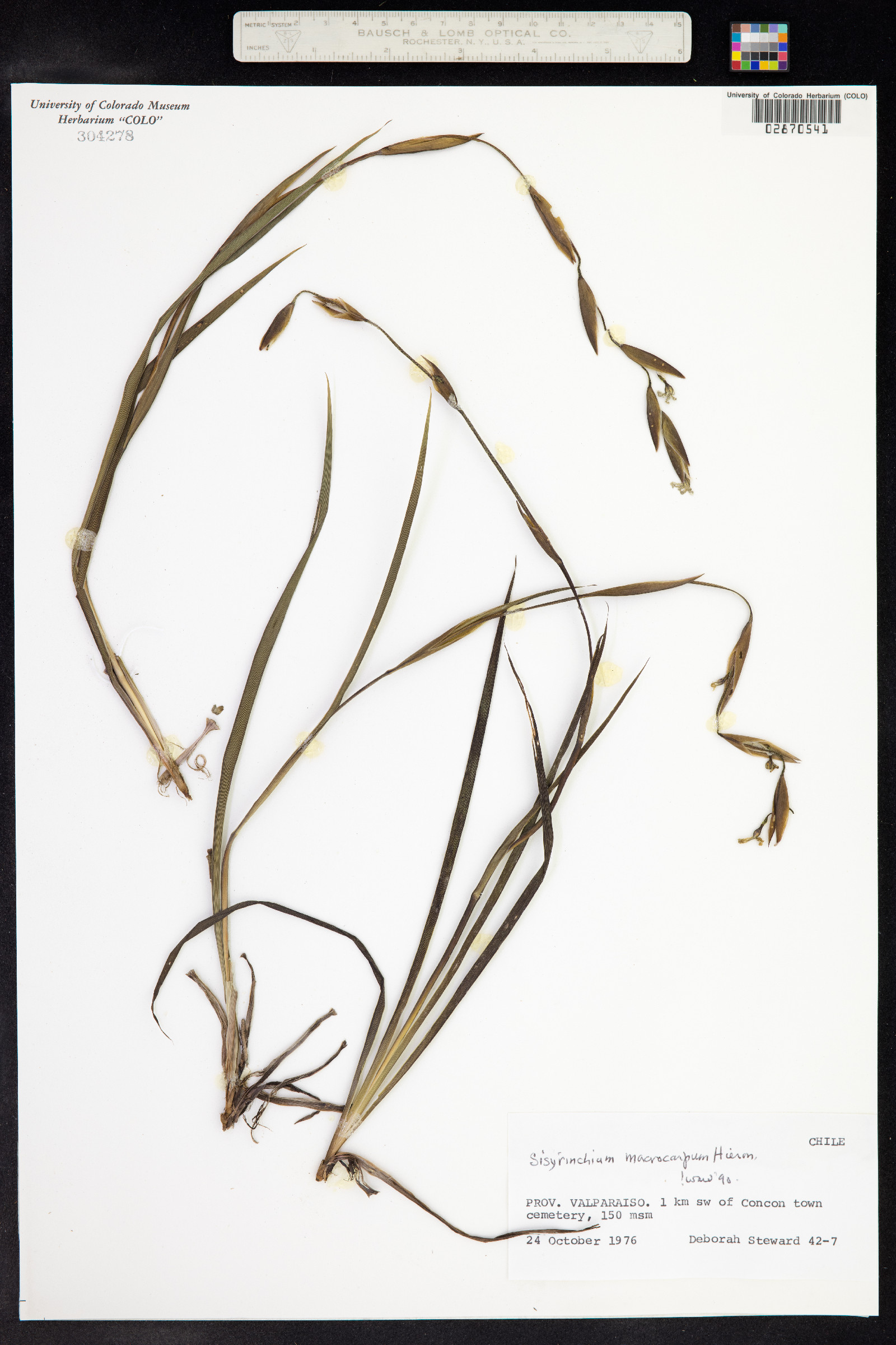 Sisyrinchium demissum image