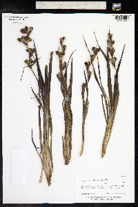 Sisyrinchium macrocarpum image