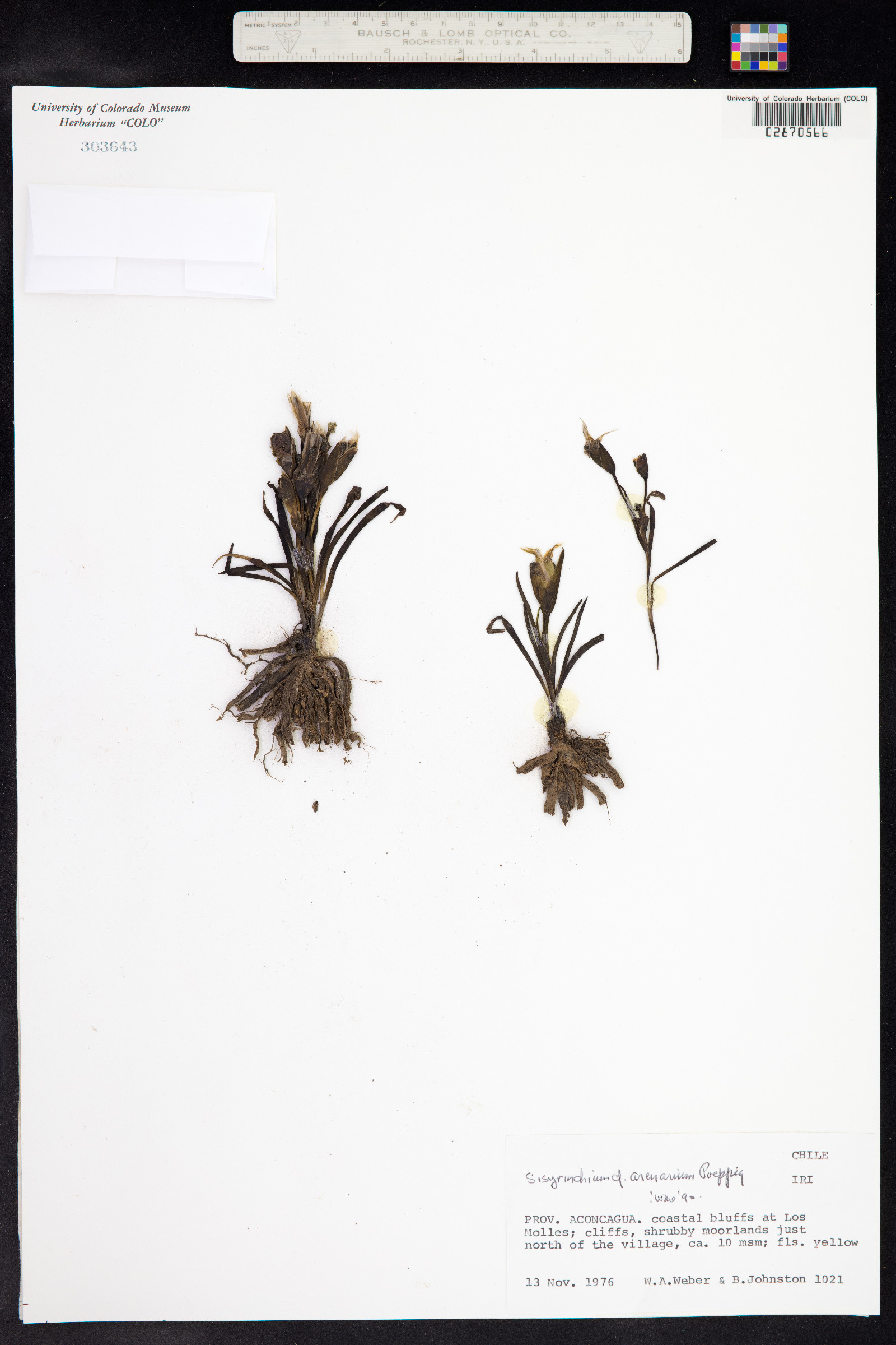 Sisyrinchium arenarium image