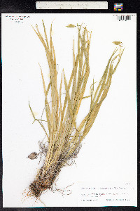 Solenomelus pedunculatus image
