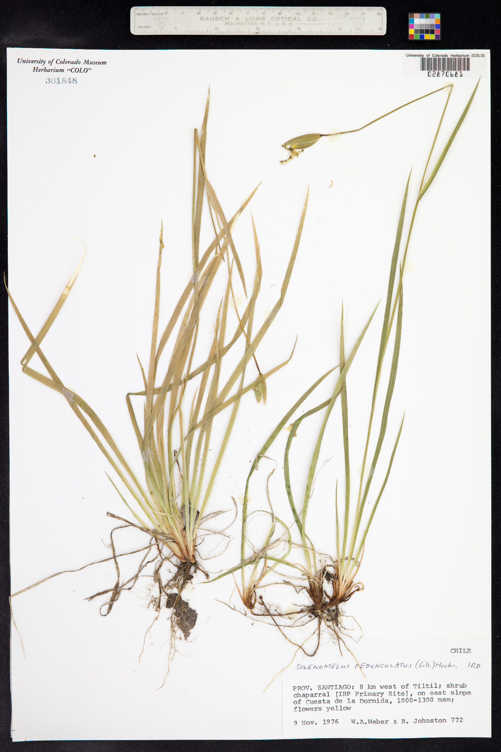 Solenomelus pedunculatus image