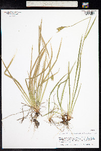 Solenomelus pedunculatus image