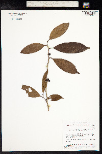 Lacistema aggregatum image