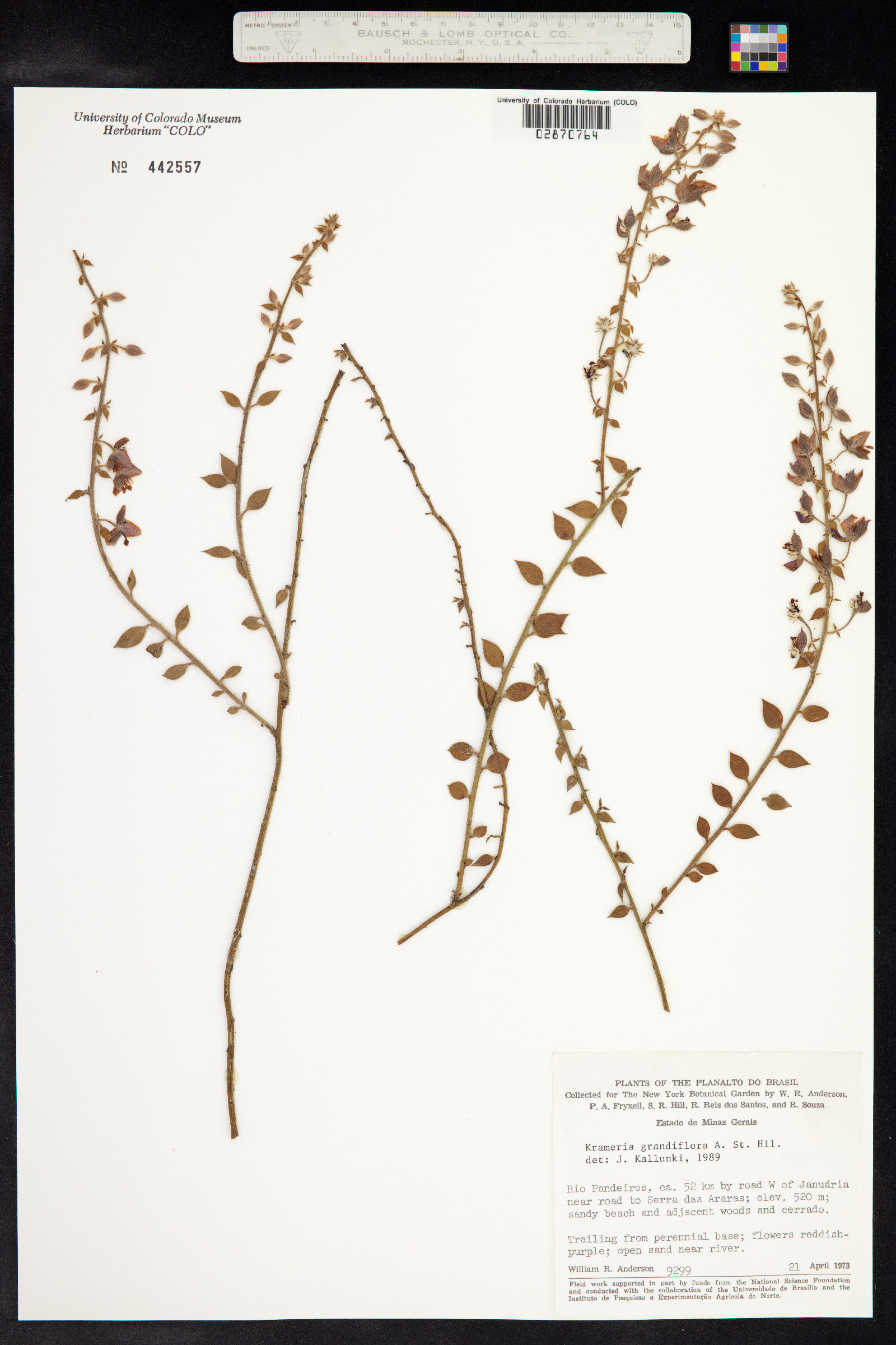 Krameria grandiflora image
