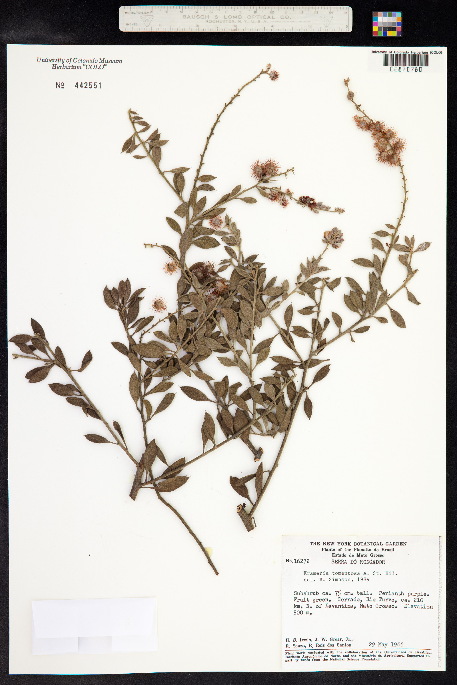 Krameria tomentosa image