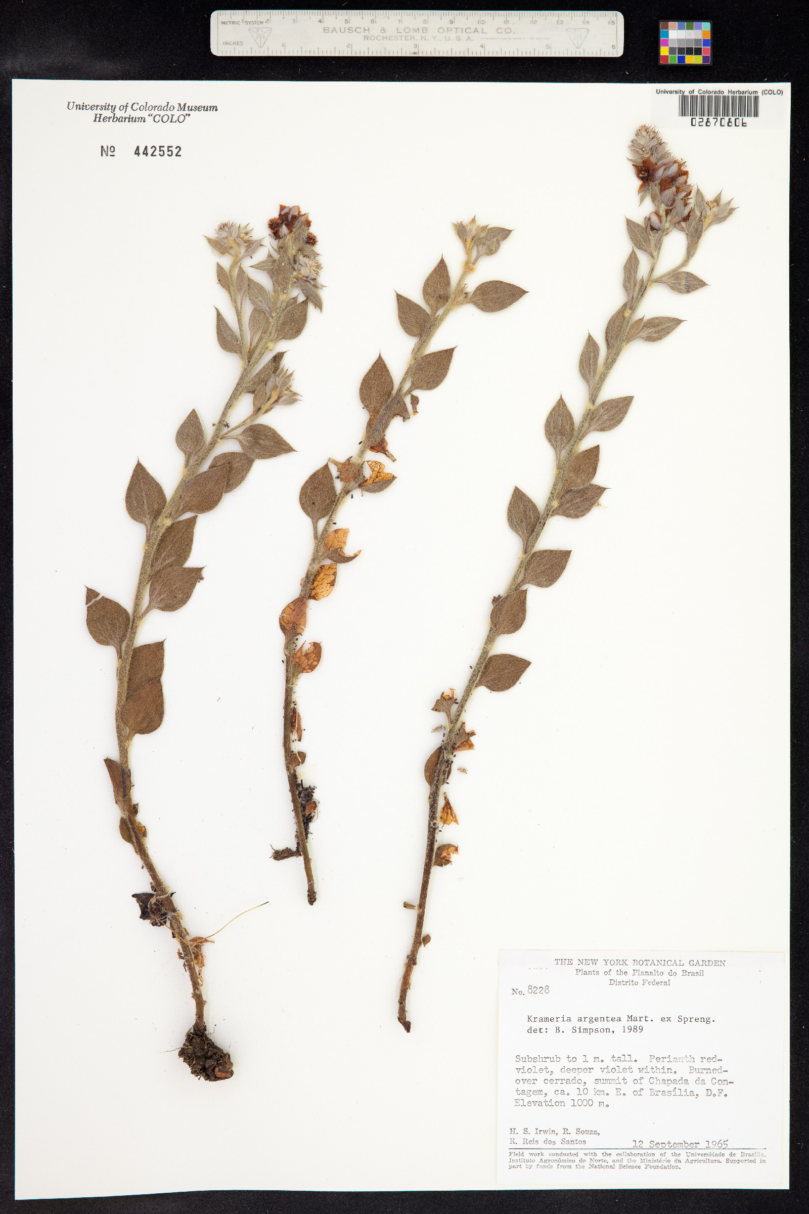 Krameria argentea image