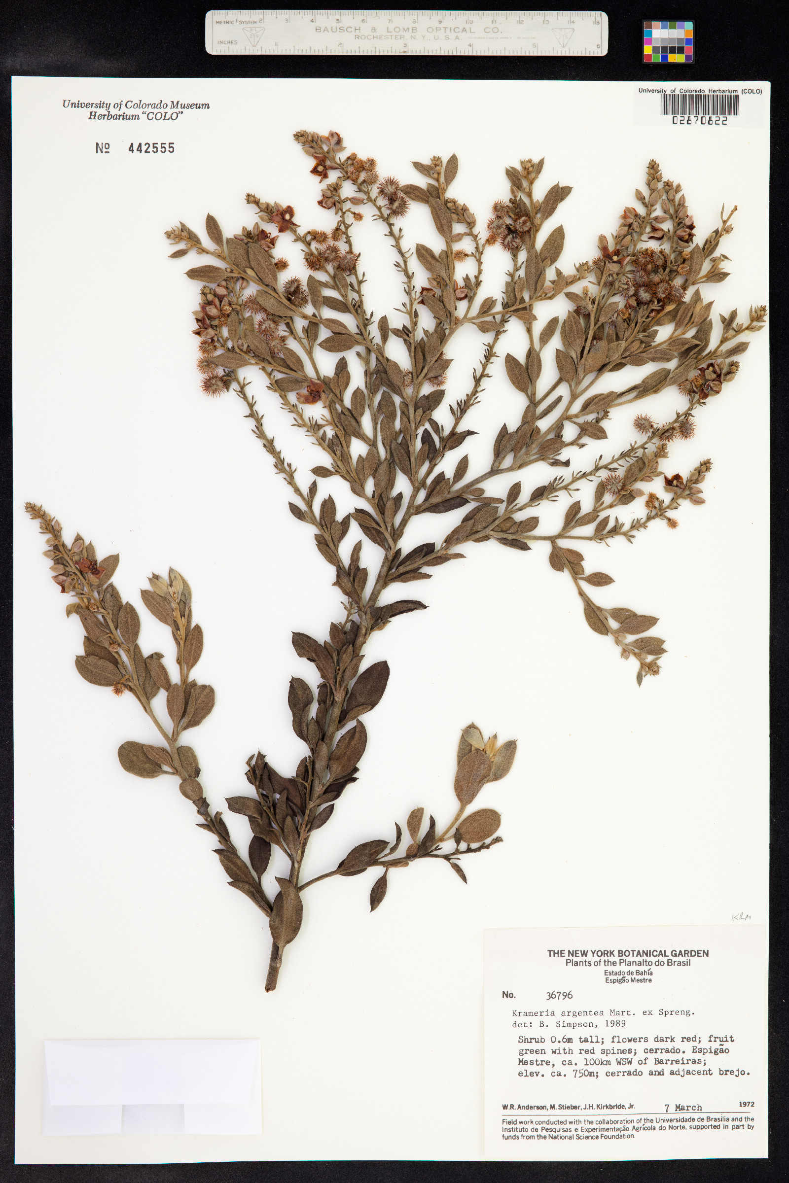 Krameria argentea image