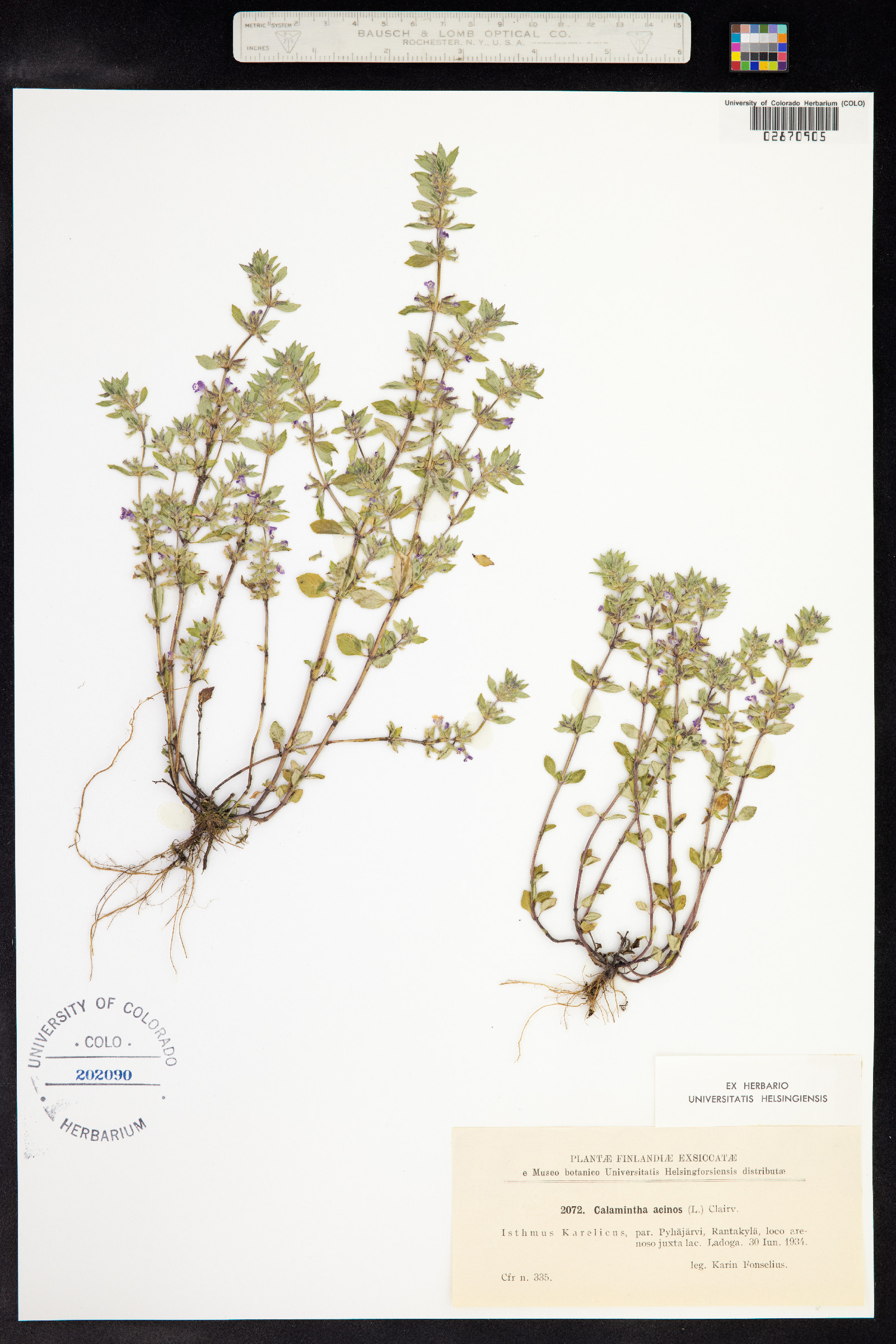 Acinos arvensis image