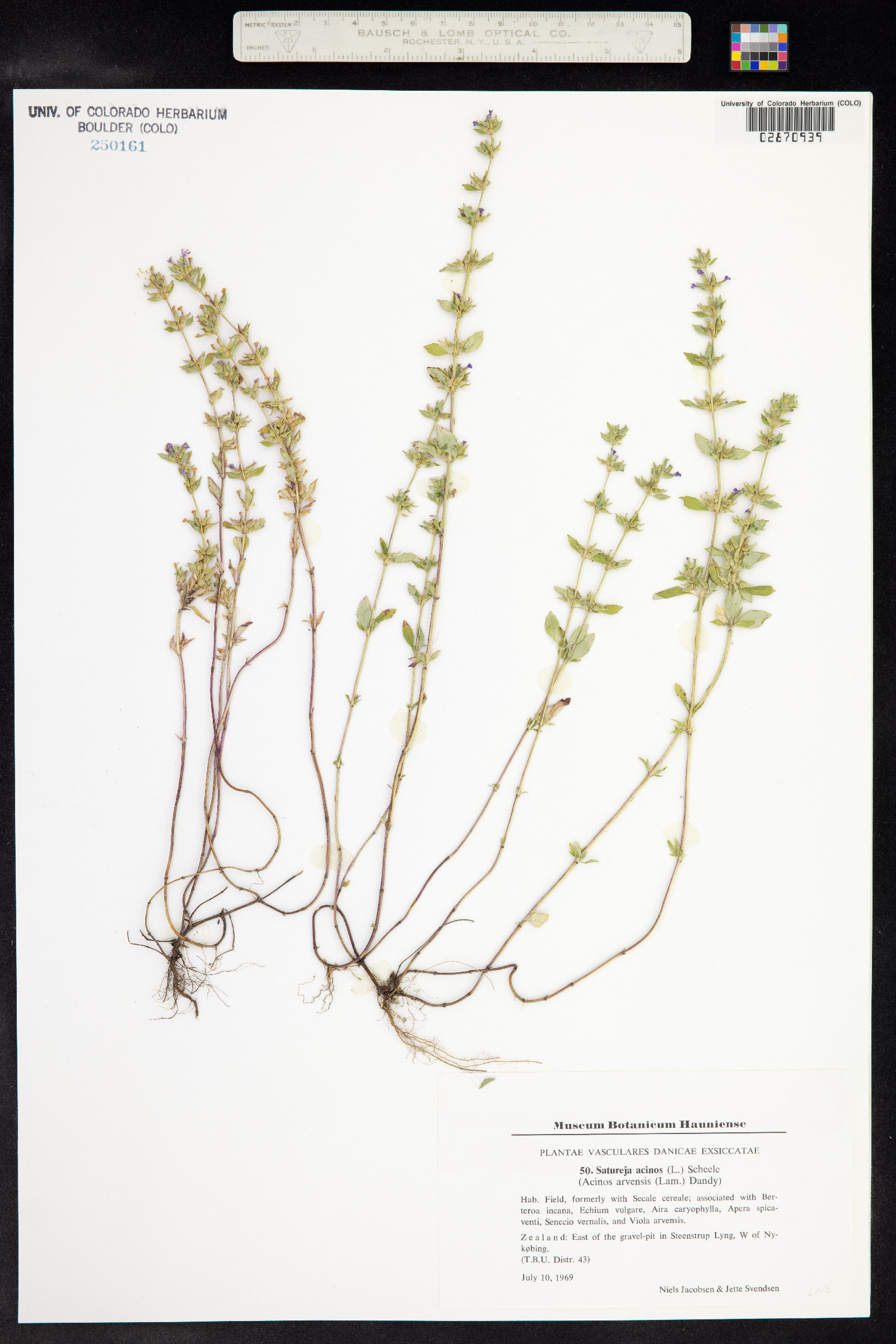 Clinopodium acinos image