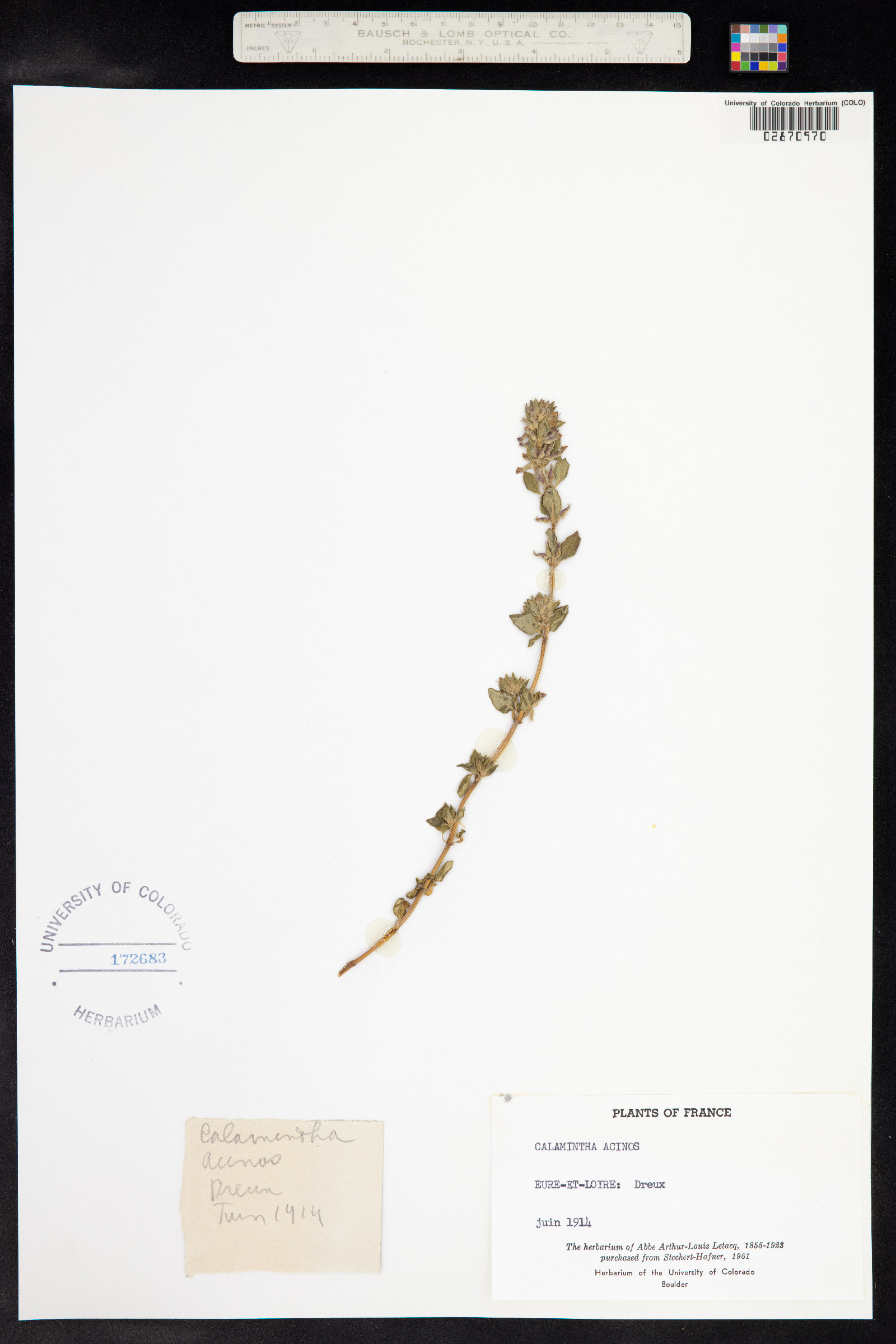 Clinopodium acinos image