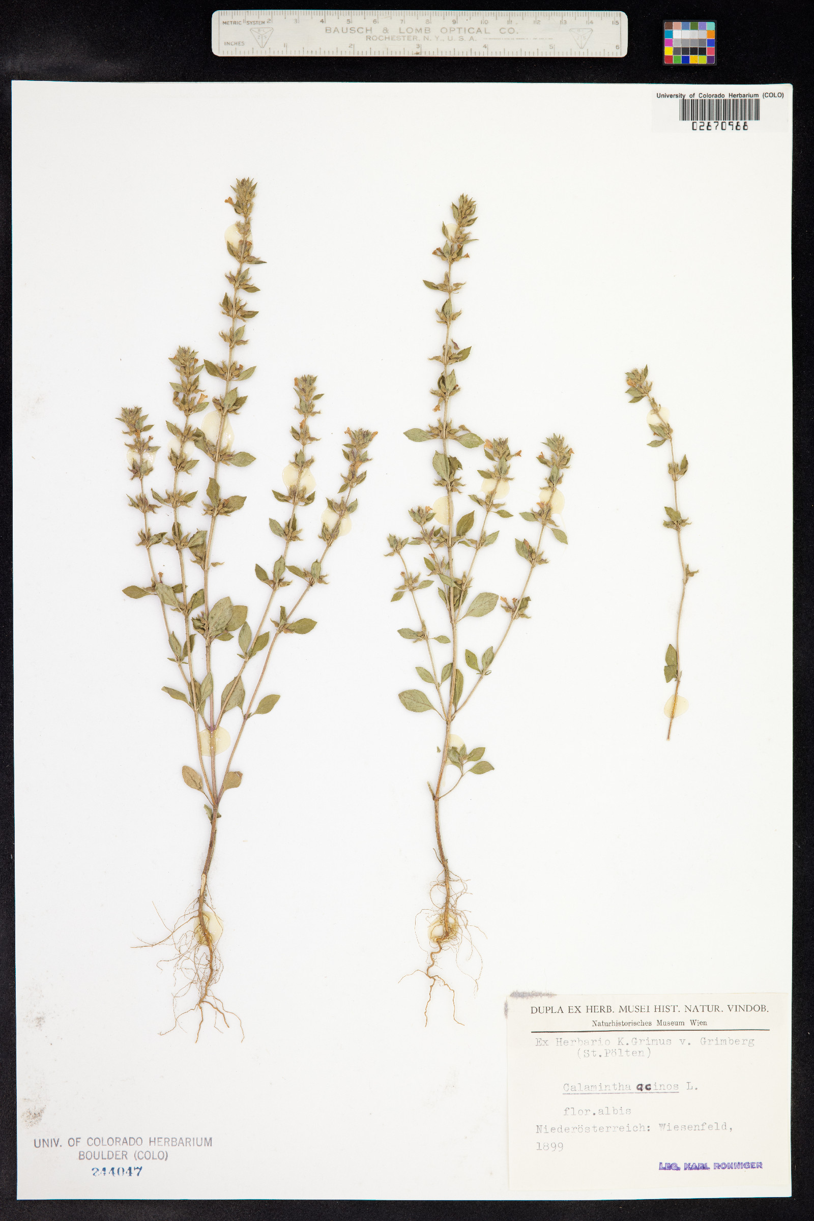Clinopodium acinos image
