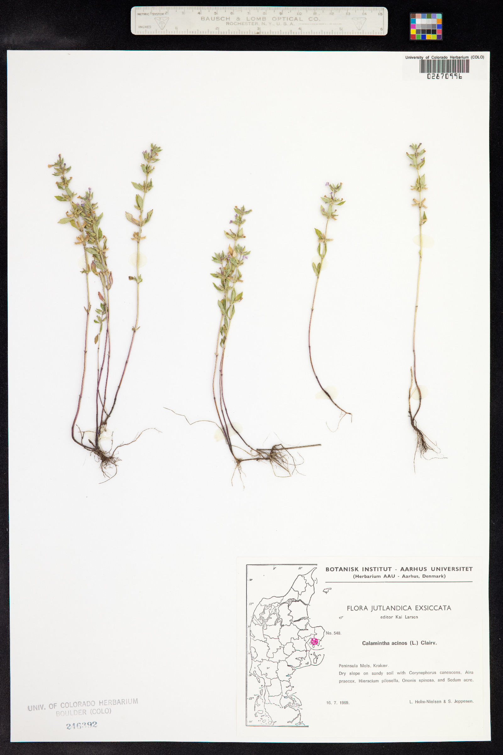 Clinopodium acinos image