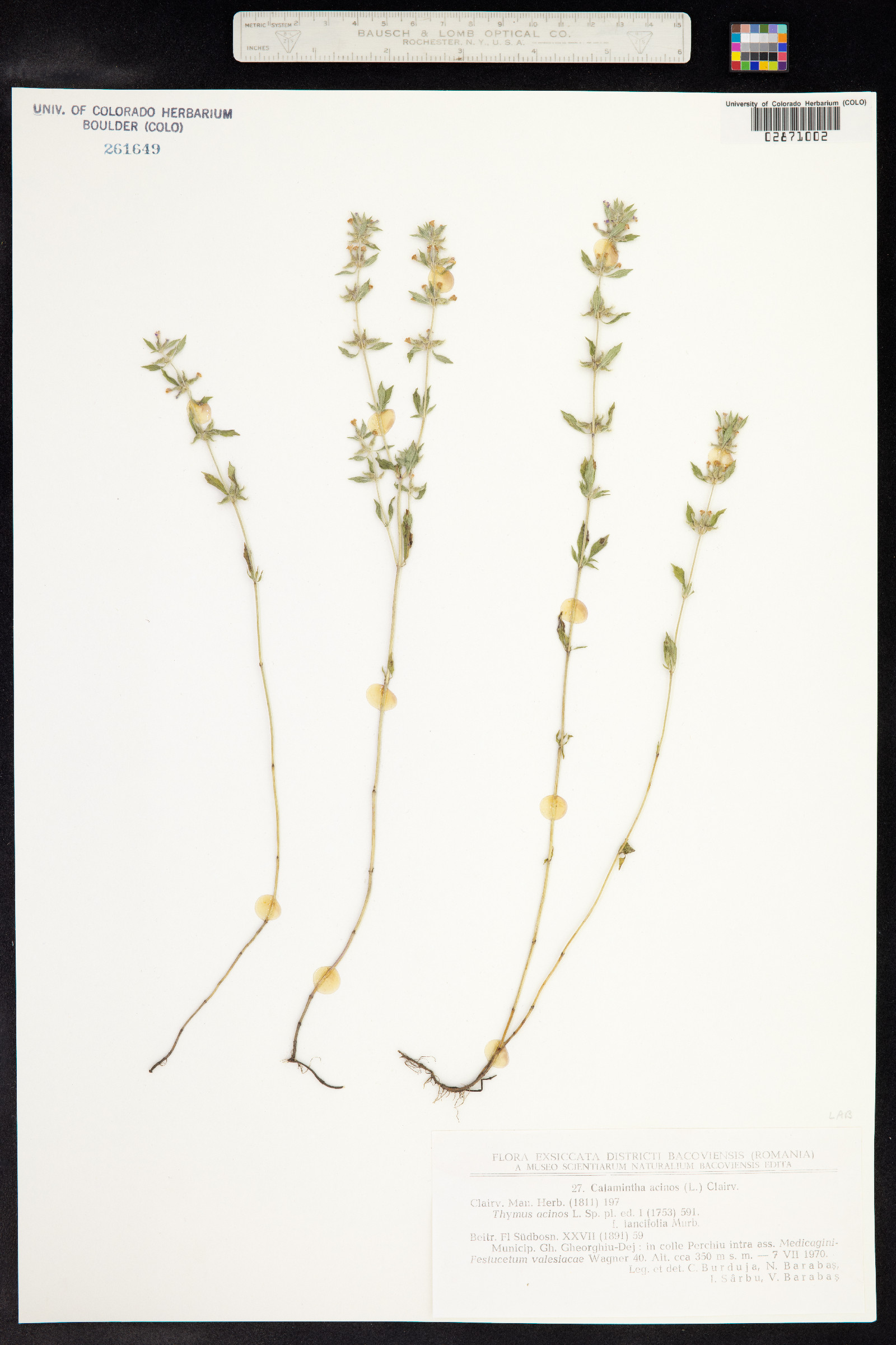 Clinopodium image