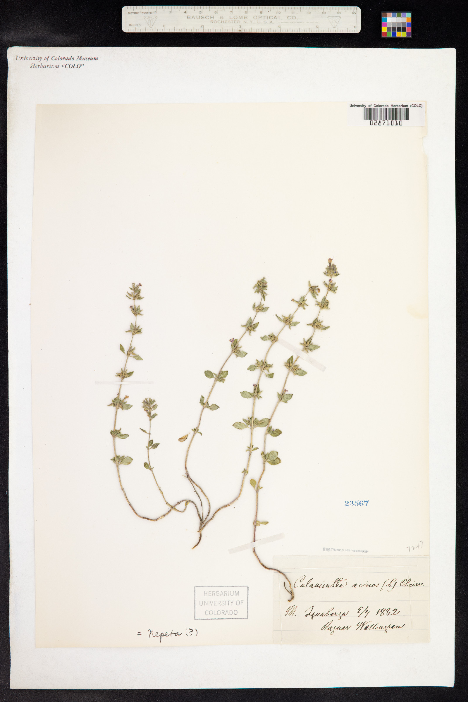 Clinopodium acinos image
