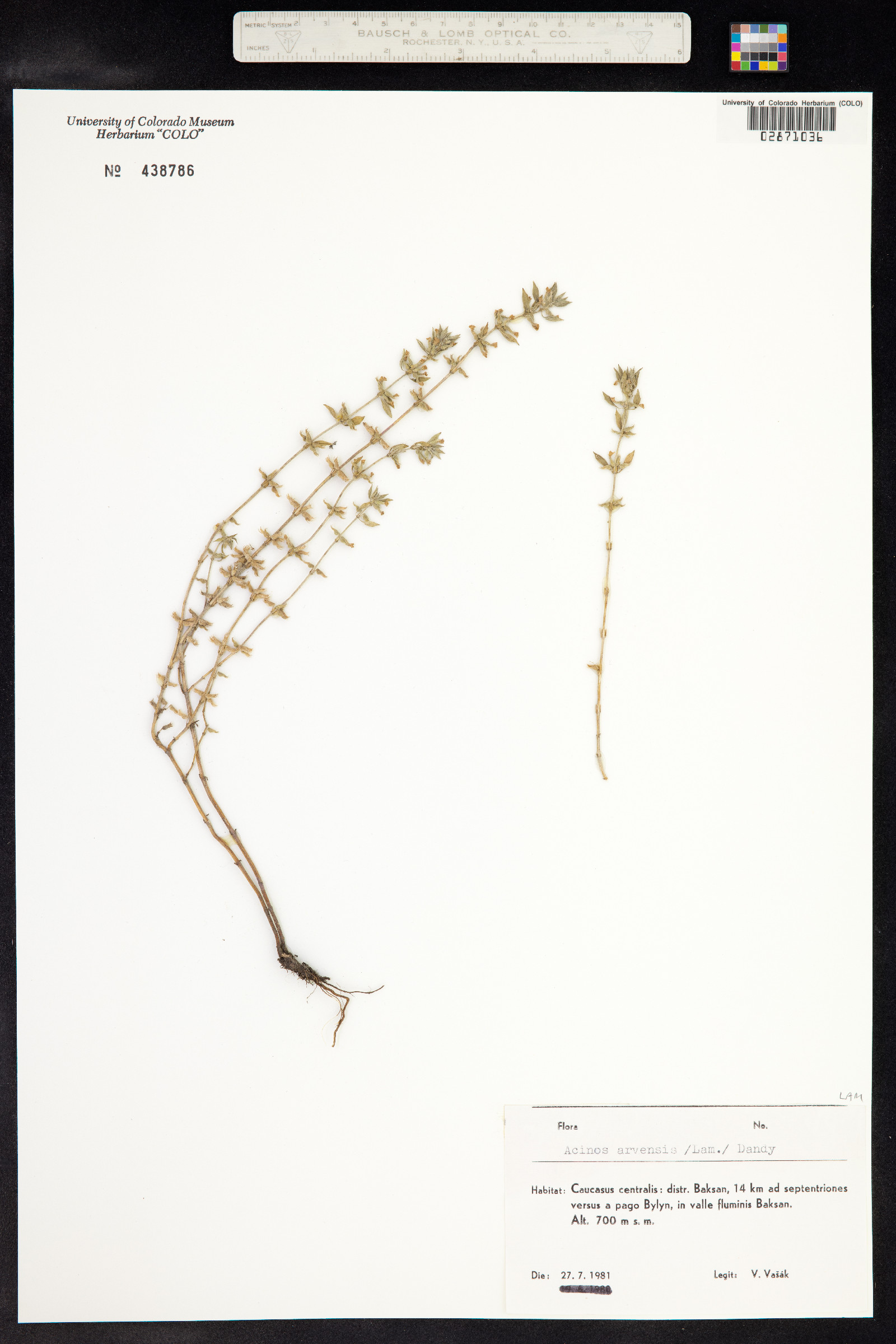 Acinos arvensis image