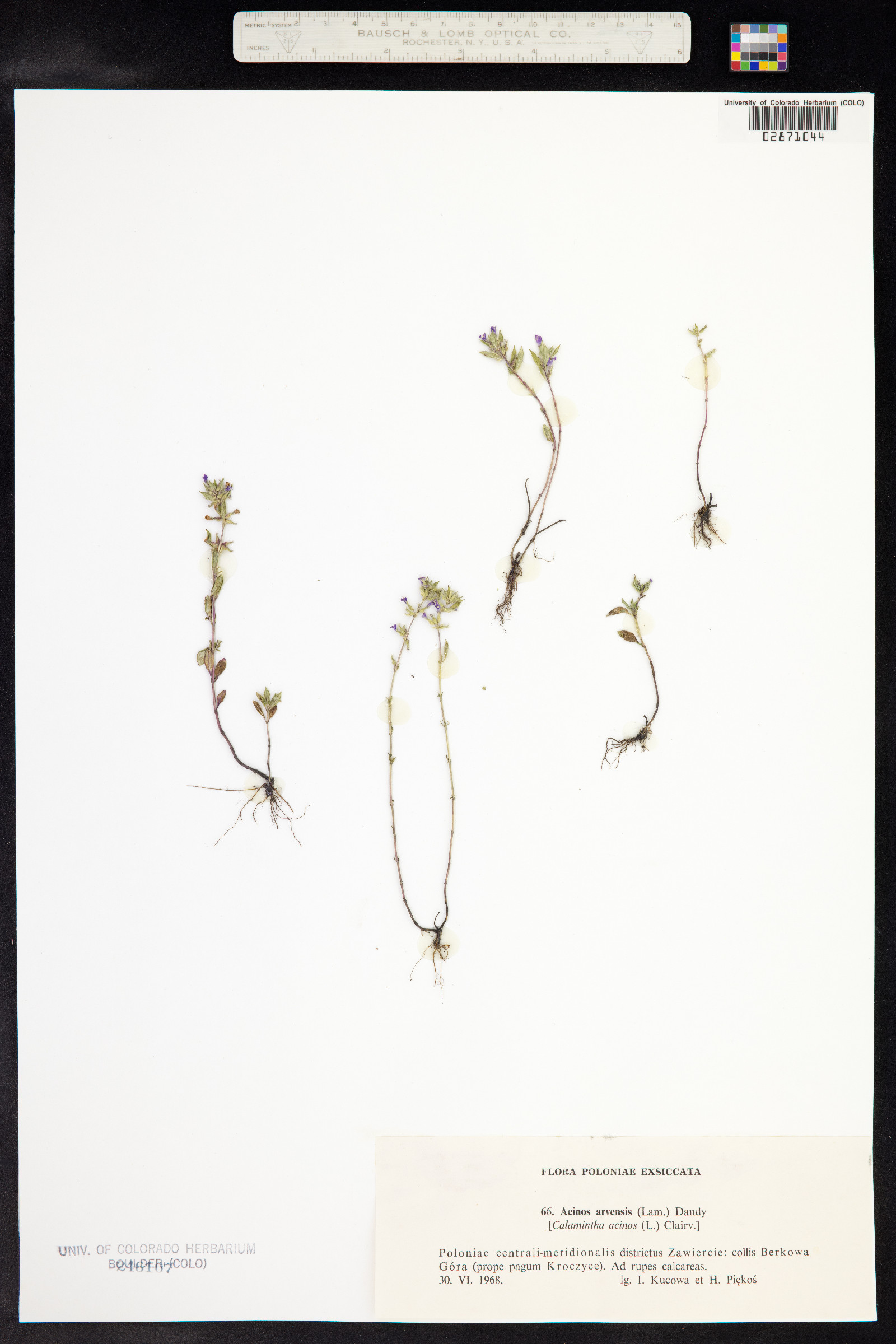 Clinopodium acinos image