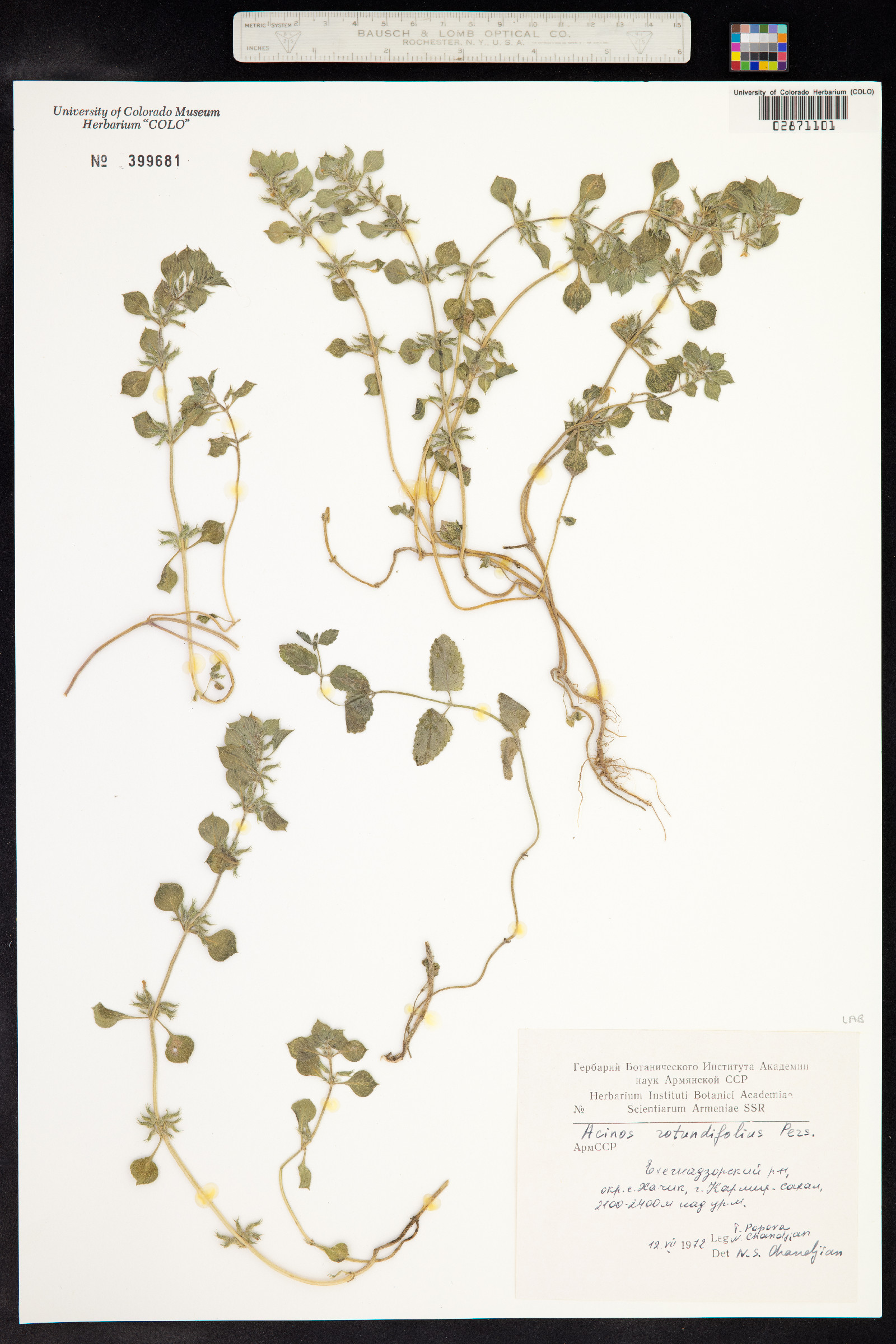 Acinos rotundifolius image