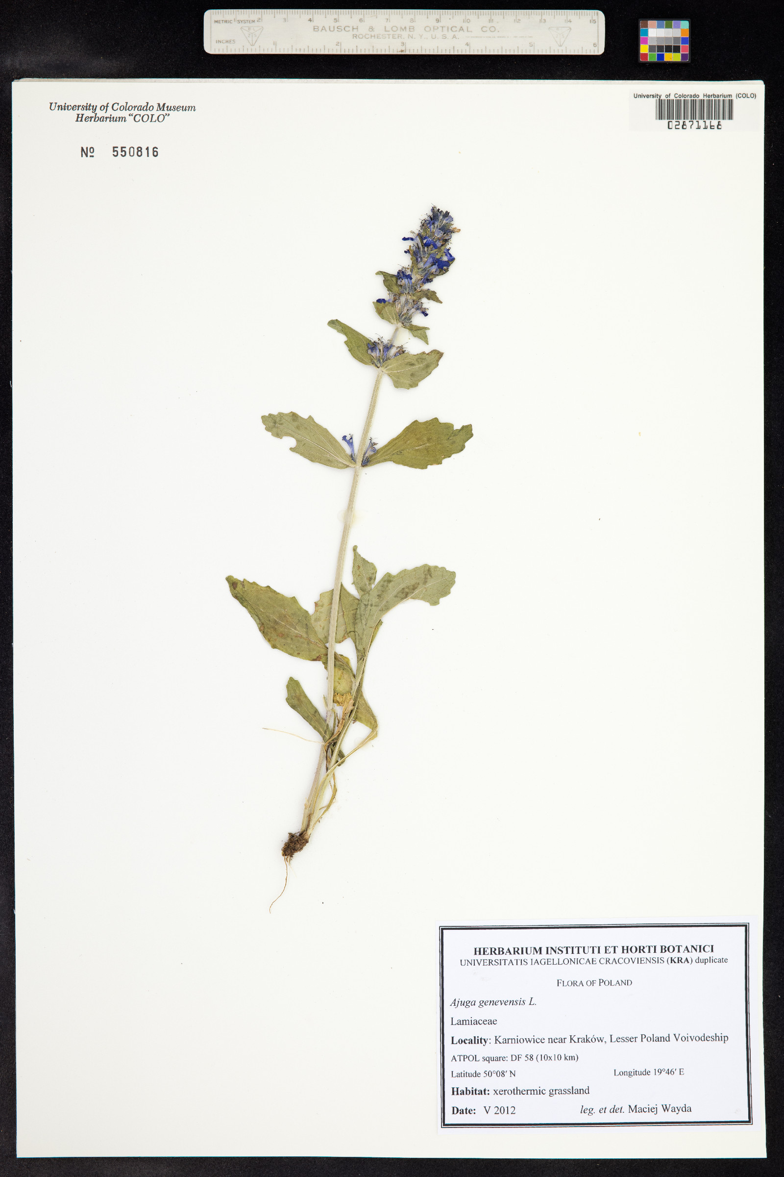 Ajuga genevensis image