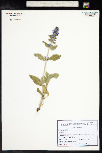 Ajuga genevensis image