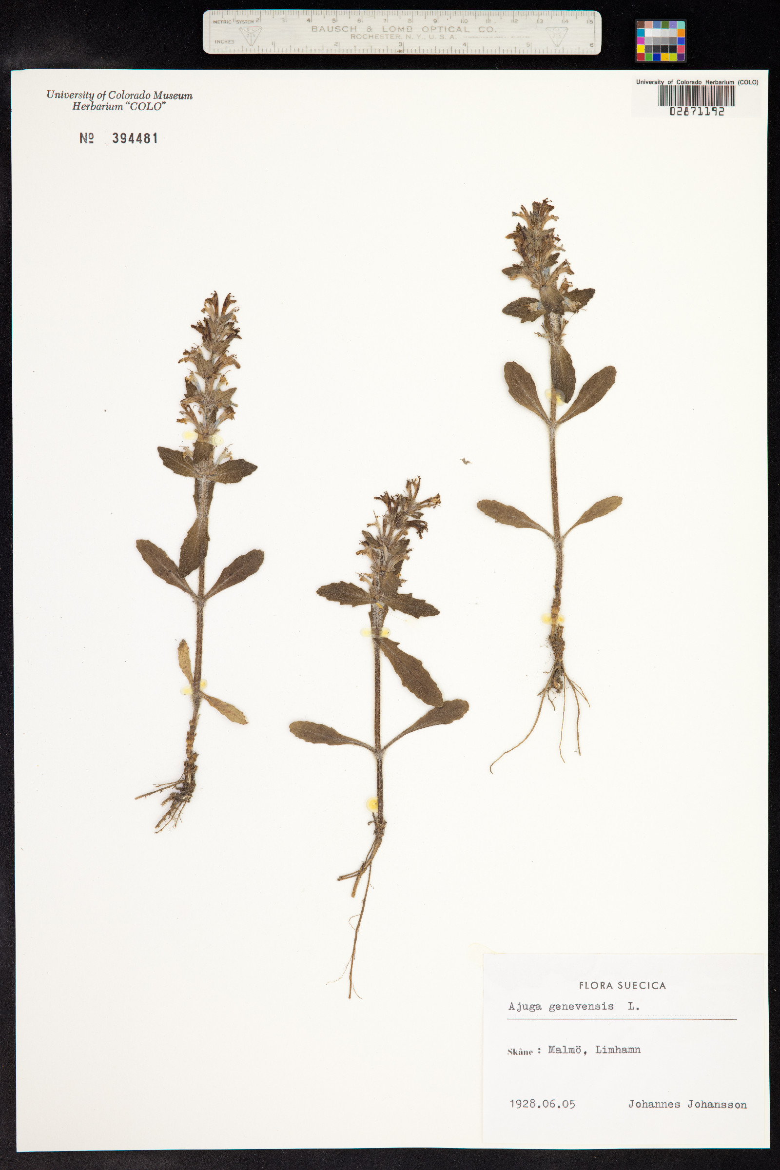 Ajuga genevensis image