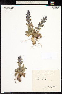 Ajuga orientalis image