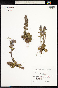 Ajuga orientalis image