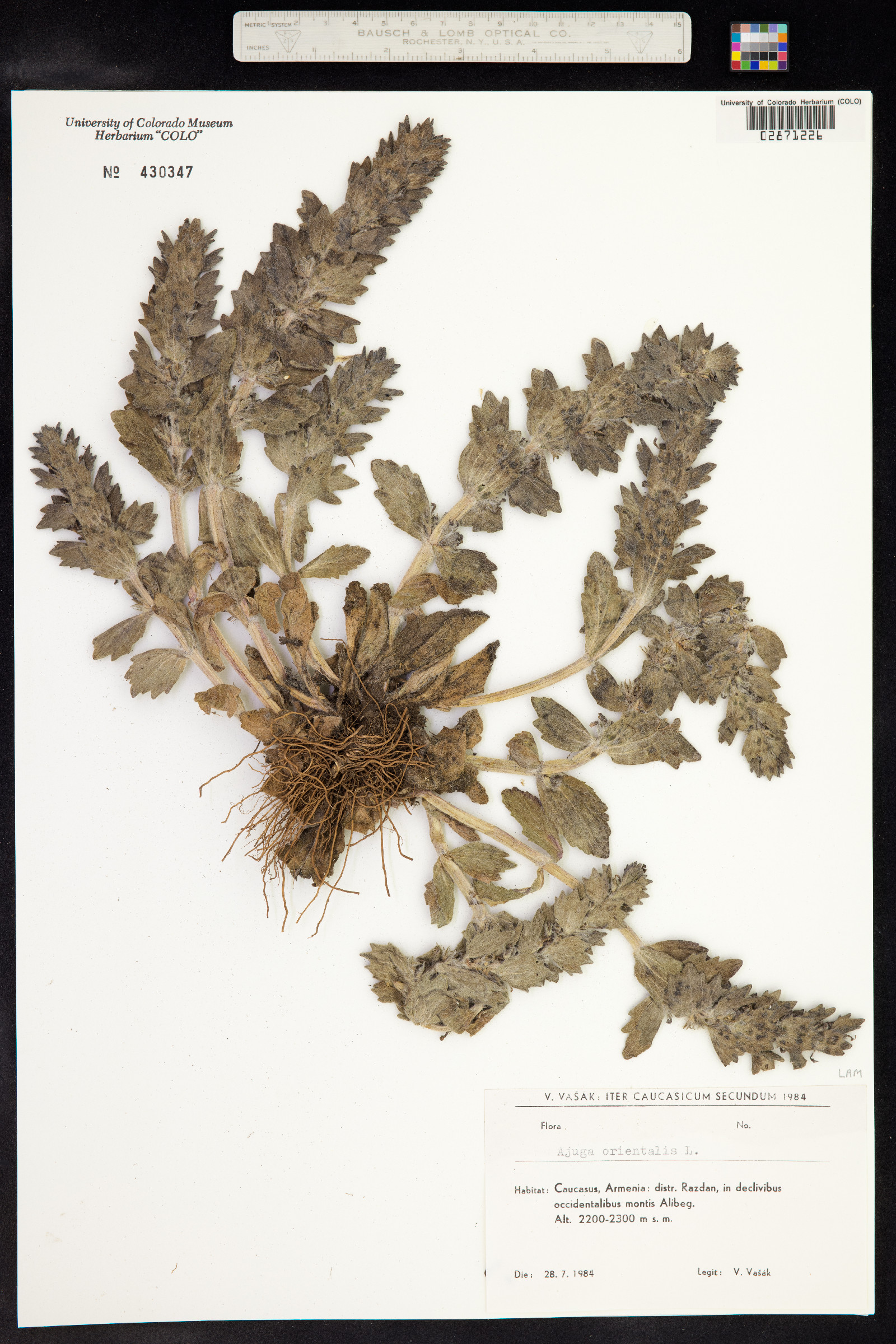 Ajuga orientalis image