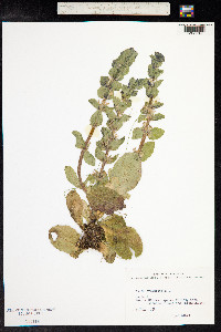Ajuga pyramidalis image
