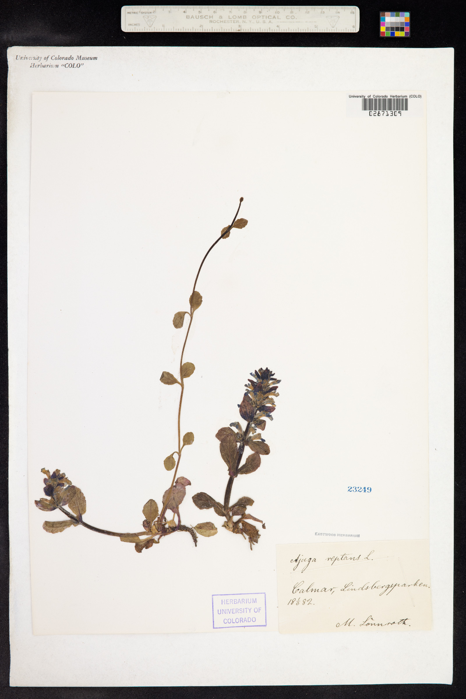 Ajuga reptans image