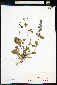 Ajuga reptans image