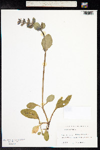 Ajuga reptans image
