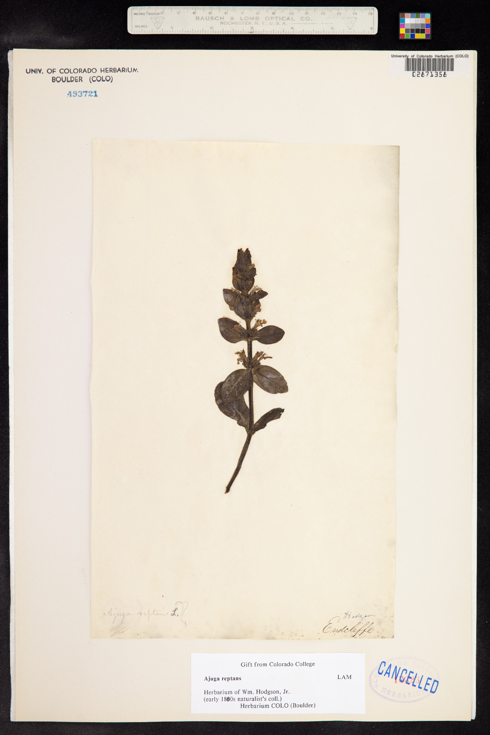 Ajuga reptans image