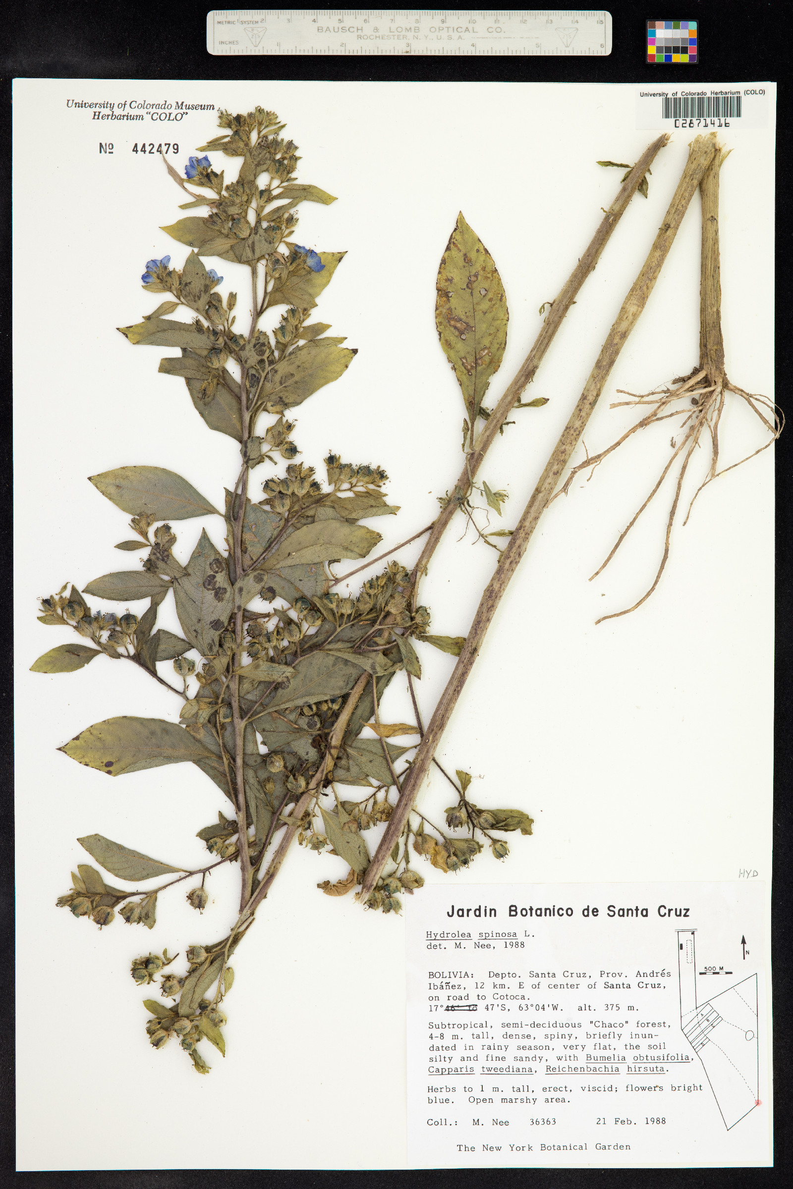 Hydrolea spinosa image