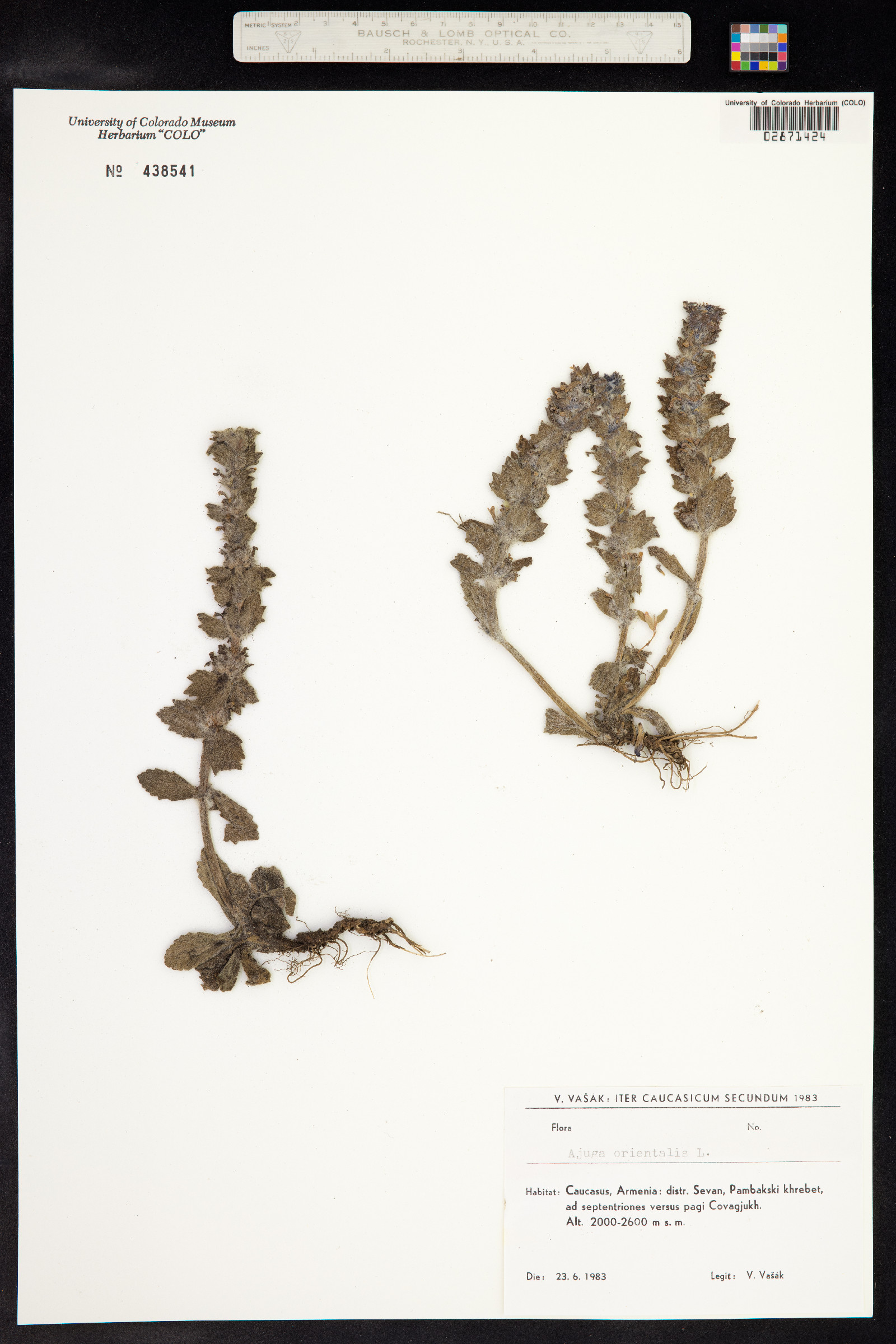 Ajuga orientalis image