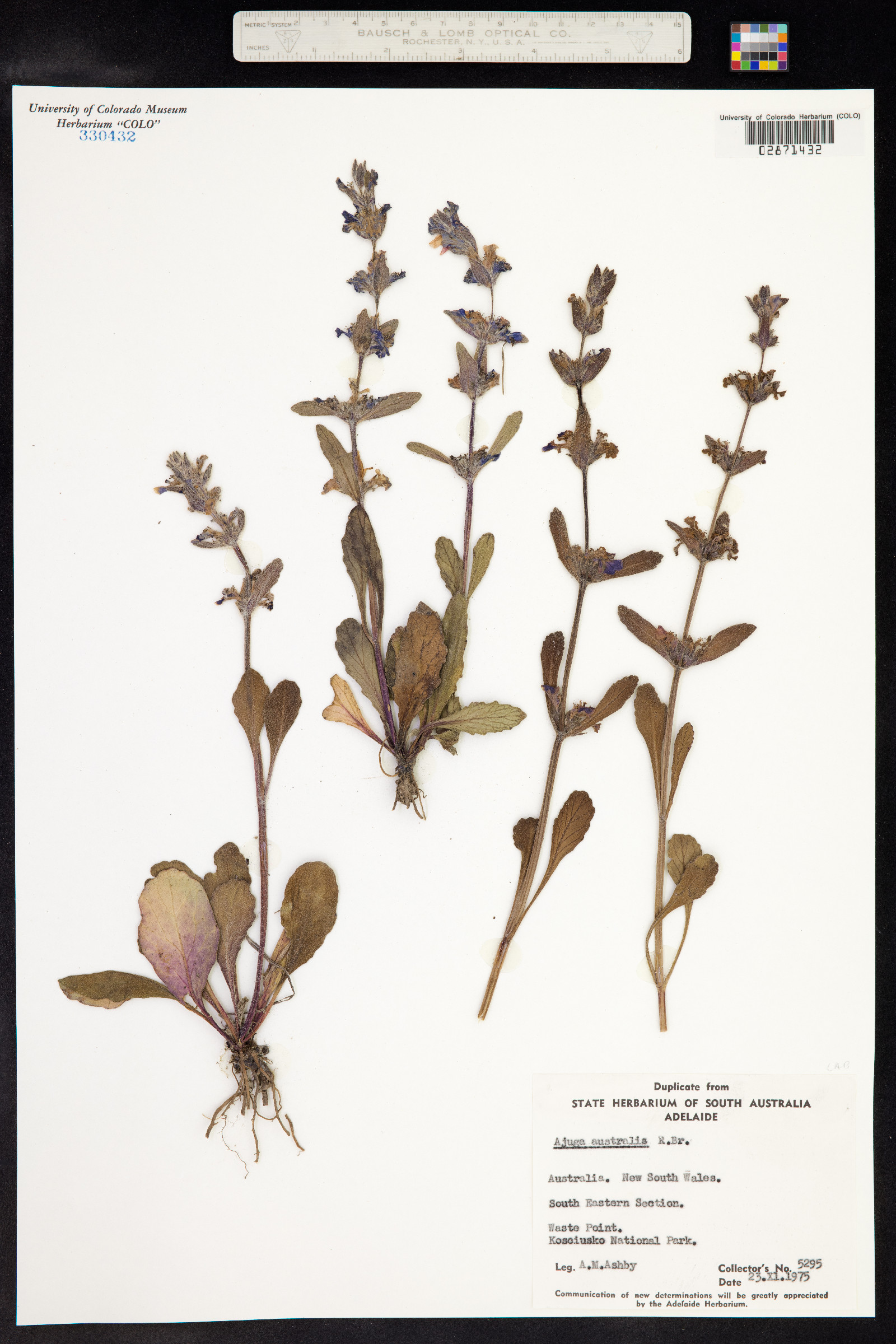 Ajuga australis image